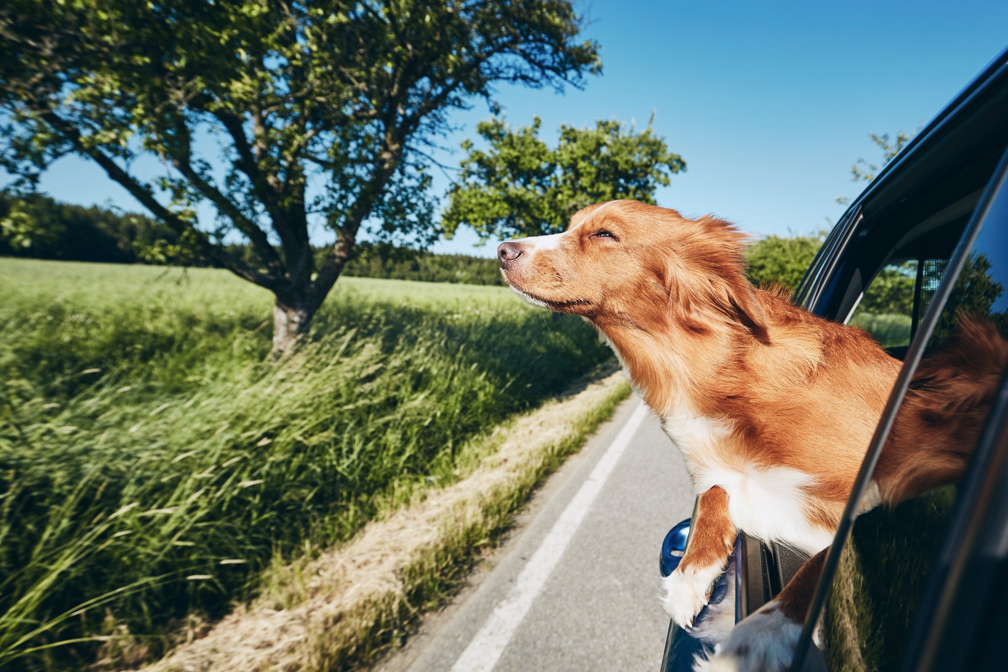 Vet Home Certs: Easy, Cheap, Convenient Pet Certificates UK