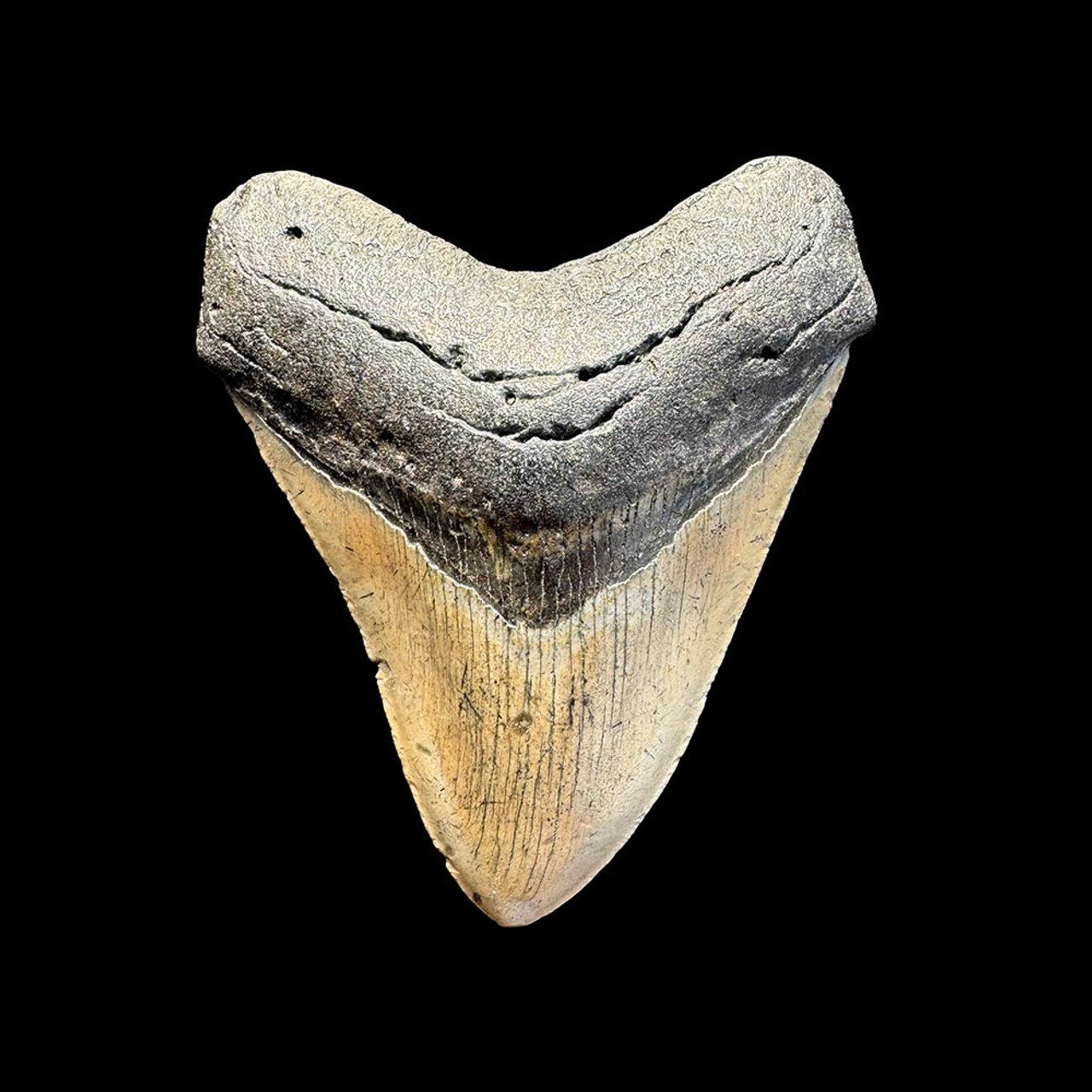 Fossil Driven Fossil Shark Teeth: Origins, Age, and Authenticity Explained