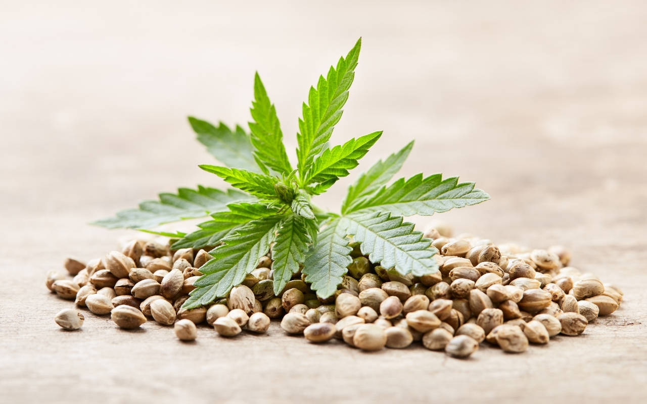 Weed Clubs Madrid – Discover Weed Clubs Madrid | Clubs Cannabis Madrid