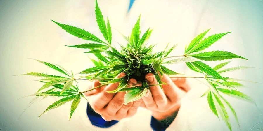 Pure Michigan Strain – Discover Premium Cannabis at Bud Cargo
