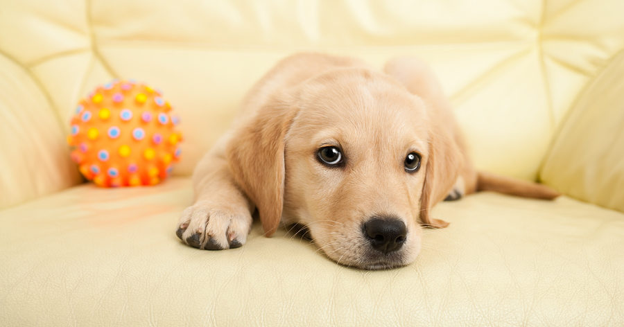 Mastering Canine Scent Training: Unlocking Your Dog’s True Potential