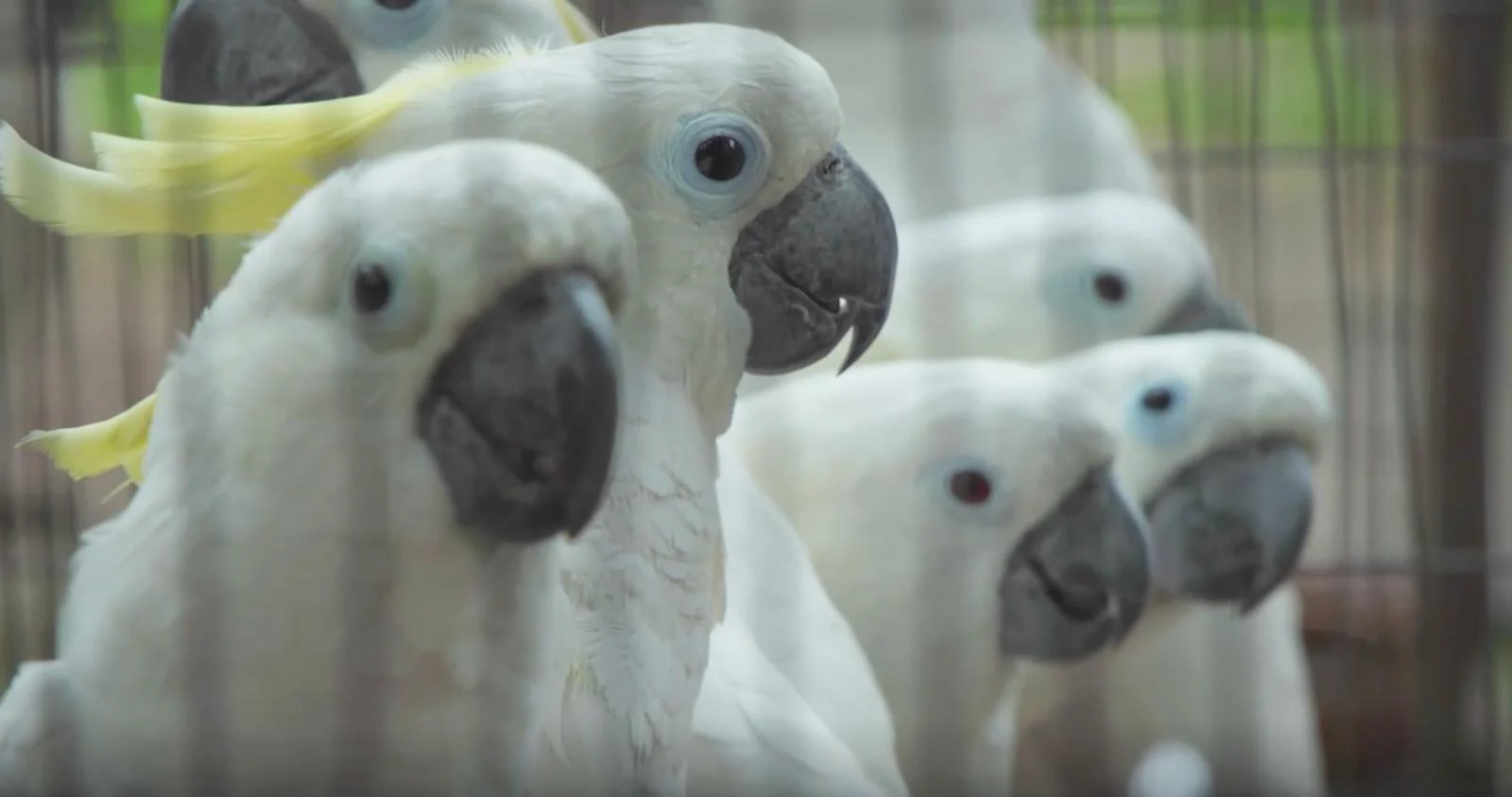 Parrot Breeder – Expert Care &amp; Support Amazing Birds Farm