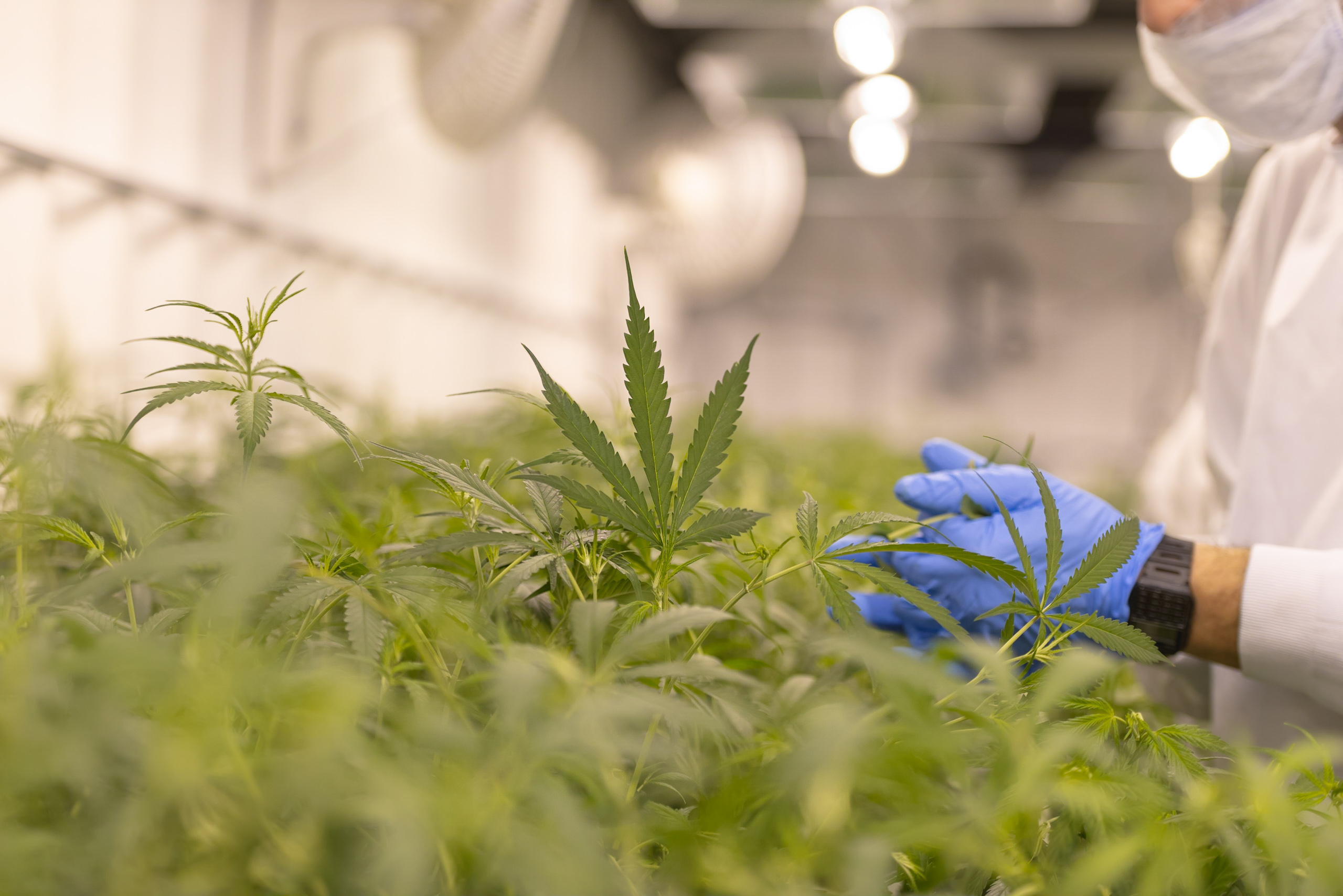 Miami Rave: Your Destination for Premium CBD and THC Gummies