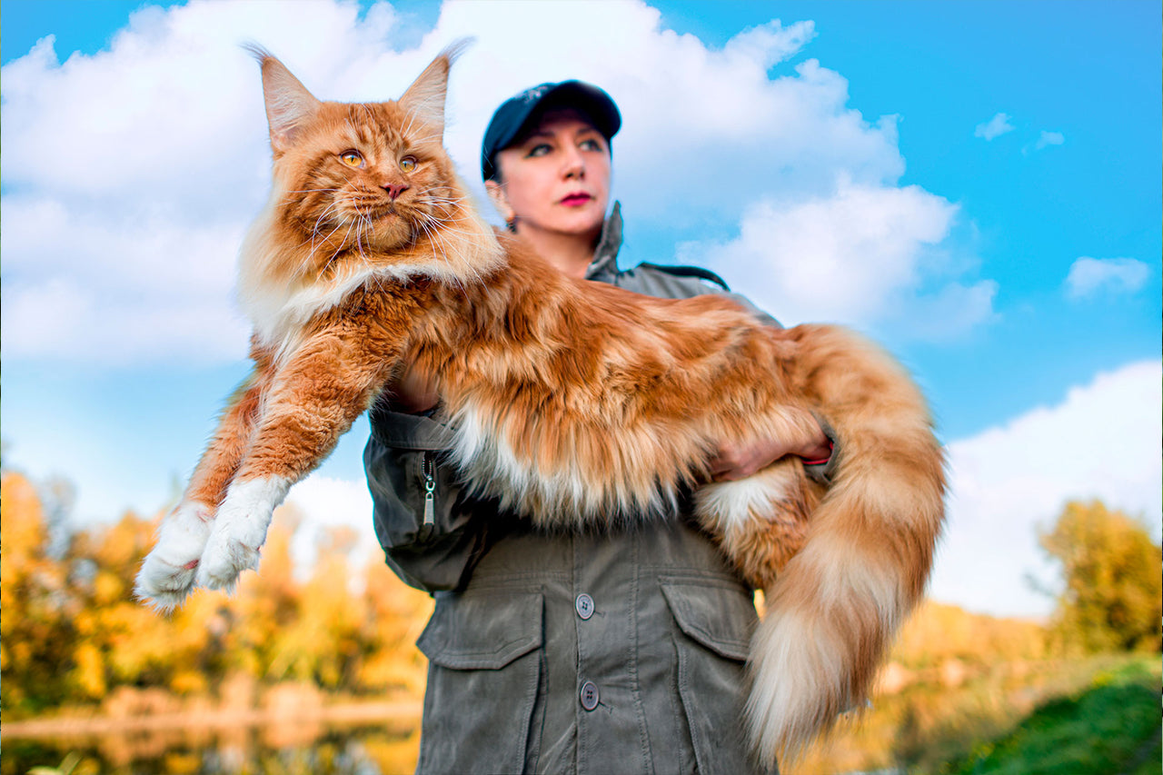 Trusted Maine Coon Breeder Near San Francisco | Amore Cattery
