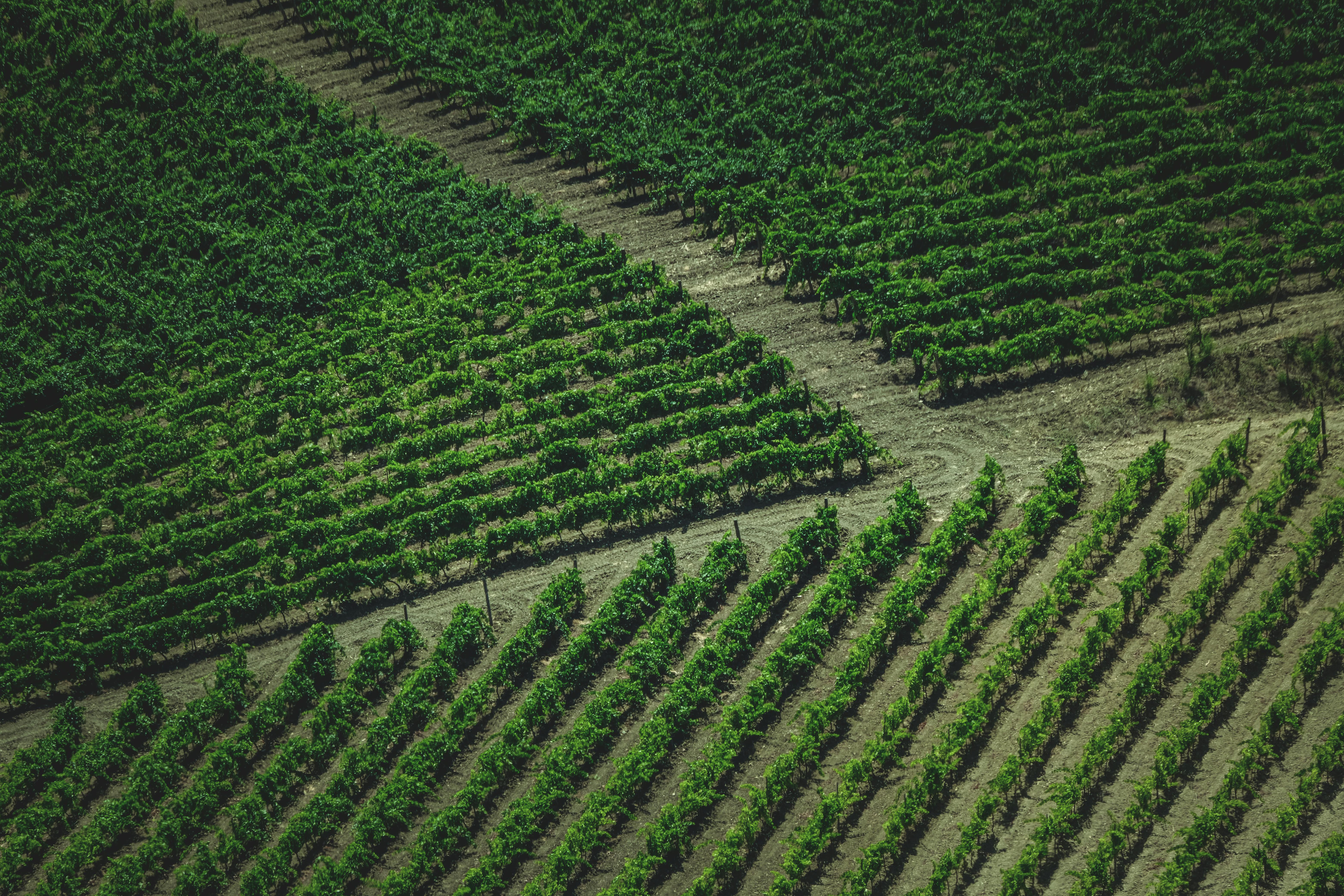 A Winery Sacramento With Generations of Winemaking Passion