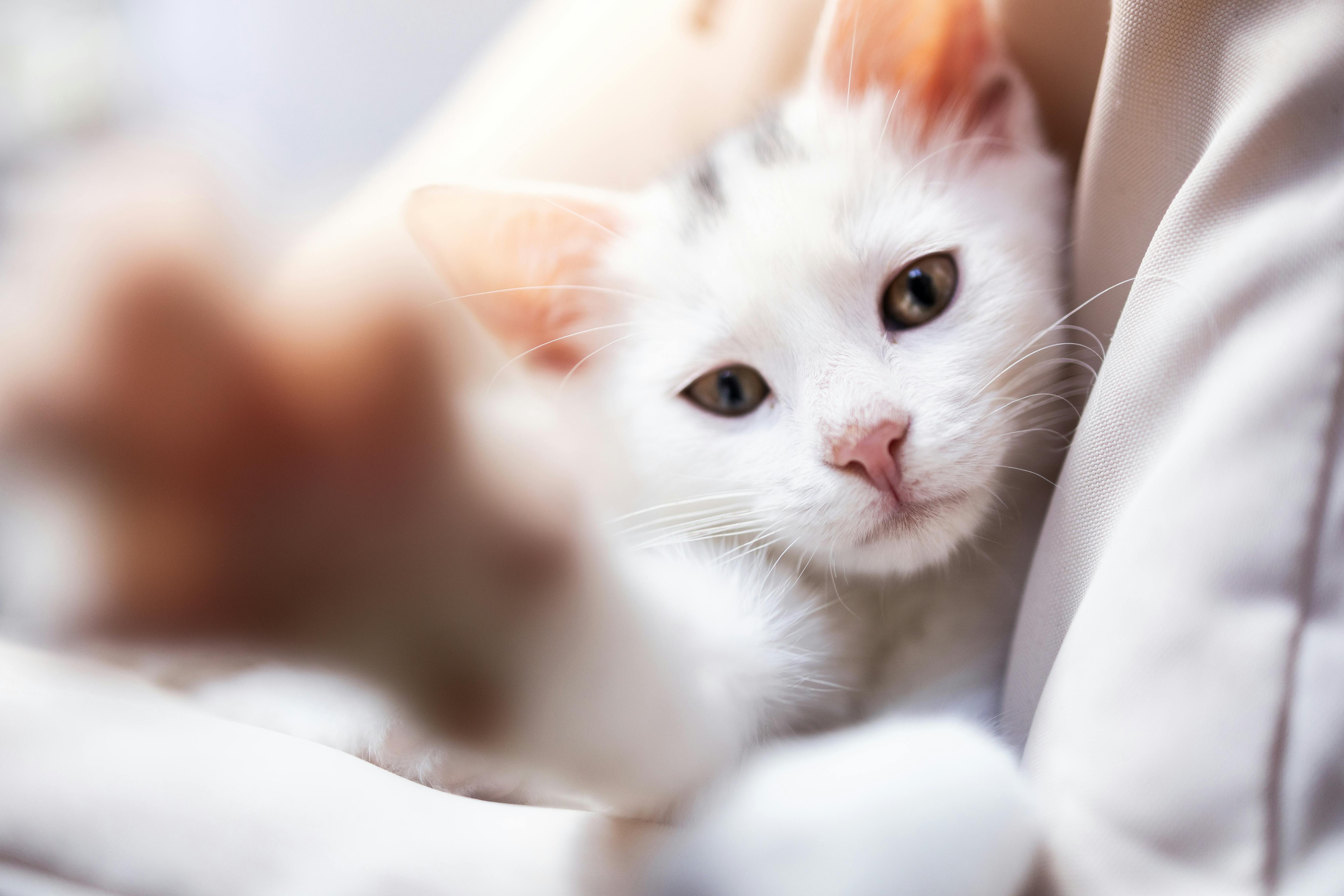 Maine Coon Cats for Sale Sacramento – Stunning Kittens Available